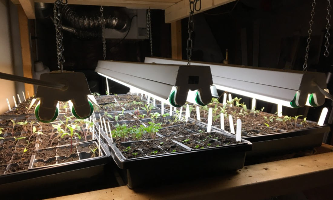 what is a grow light for indoor plants