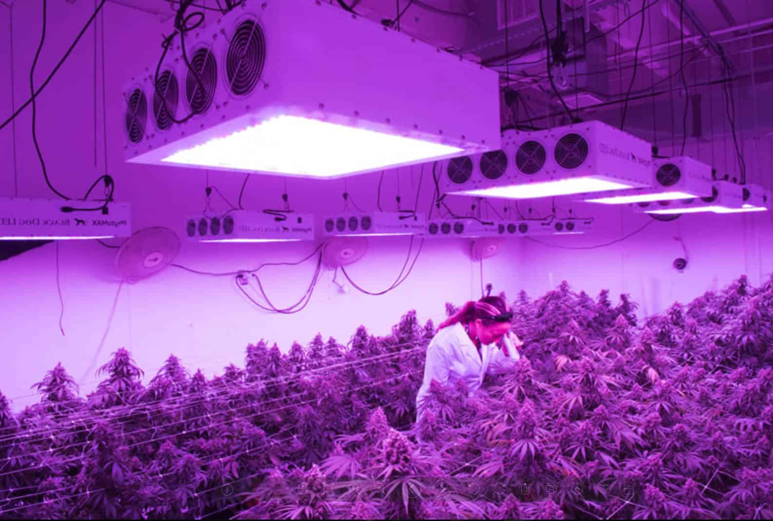 can any led light be used as a grow light