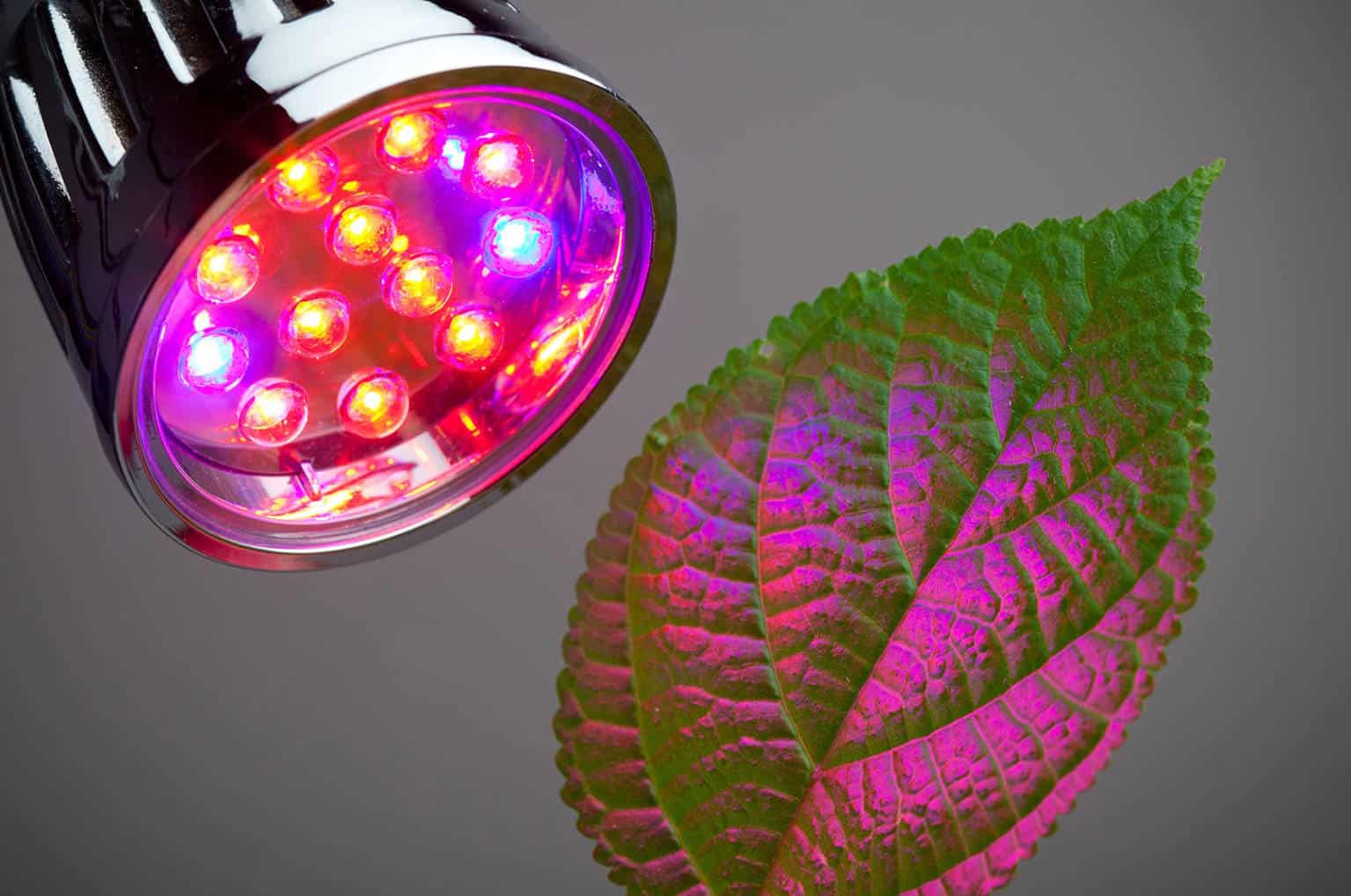 can regular led lights grow plants