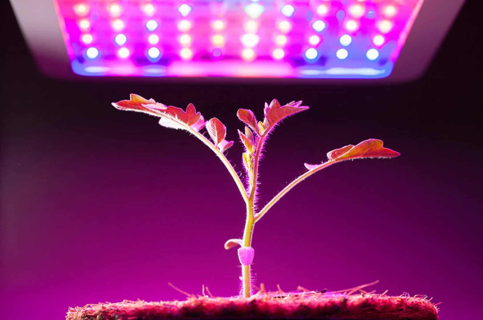 can you use regular led lights for grow lights