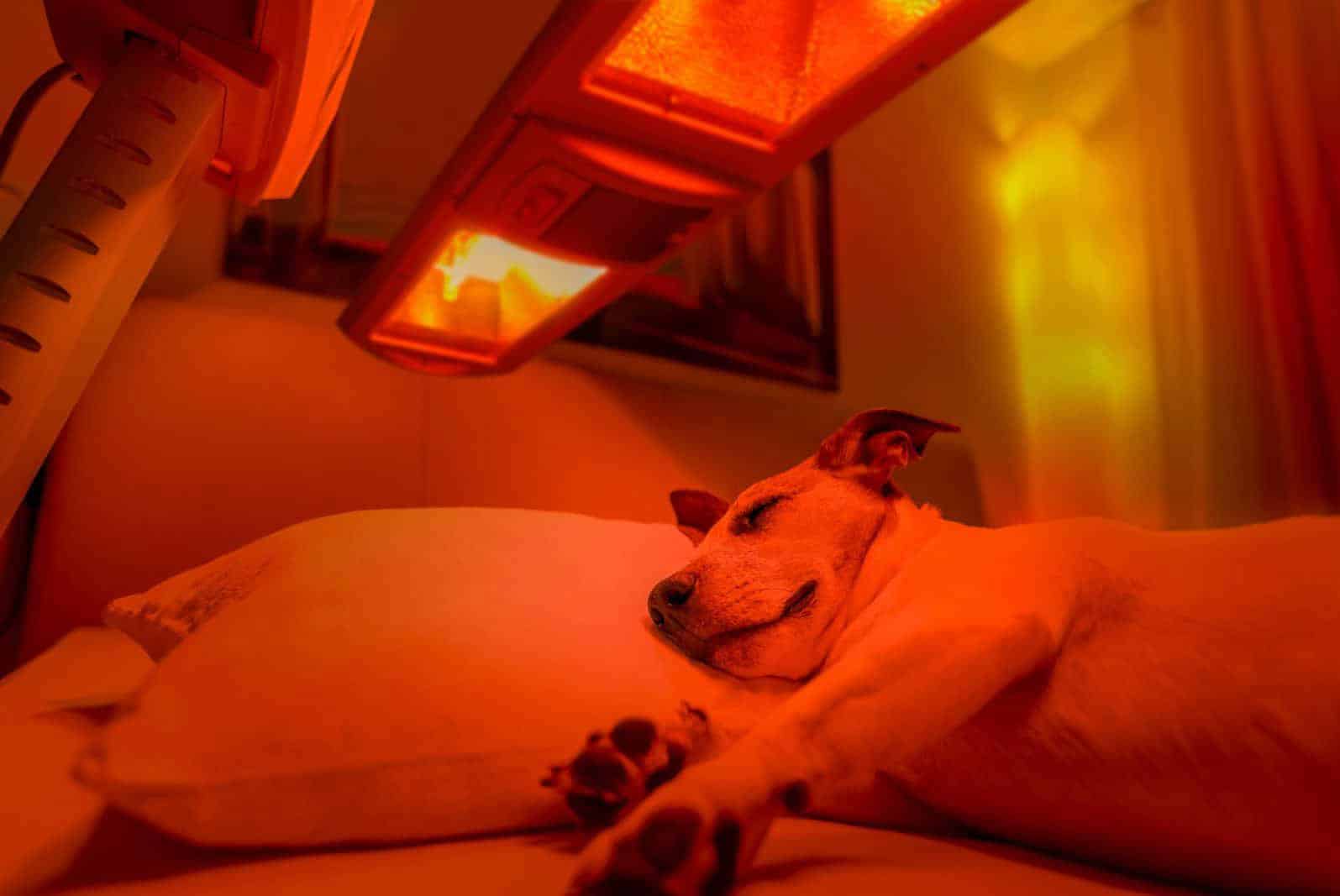 do led lights bother dogs